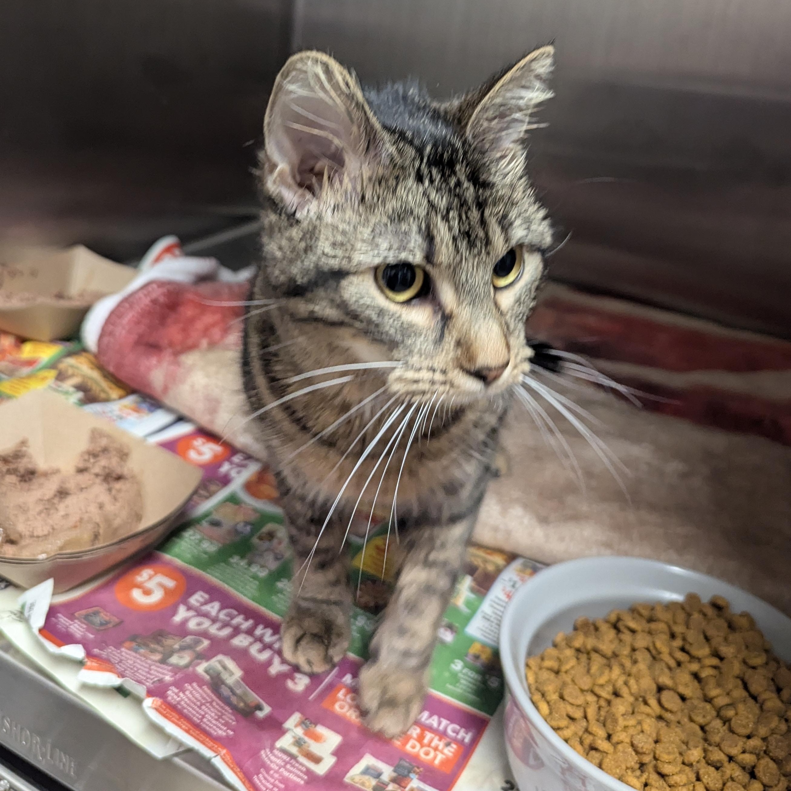 Enlarge Princess, a other Domestic Short Hair in Springfield, IL image 4/4