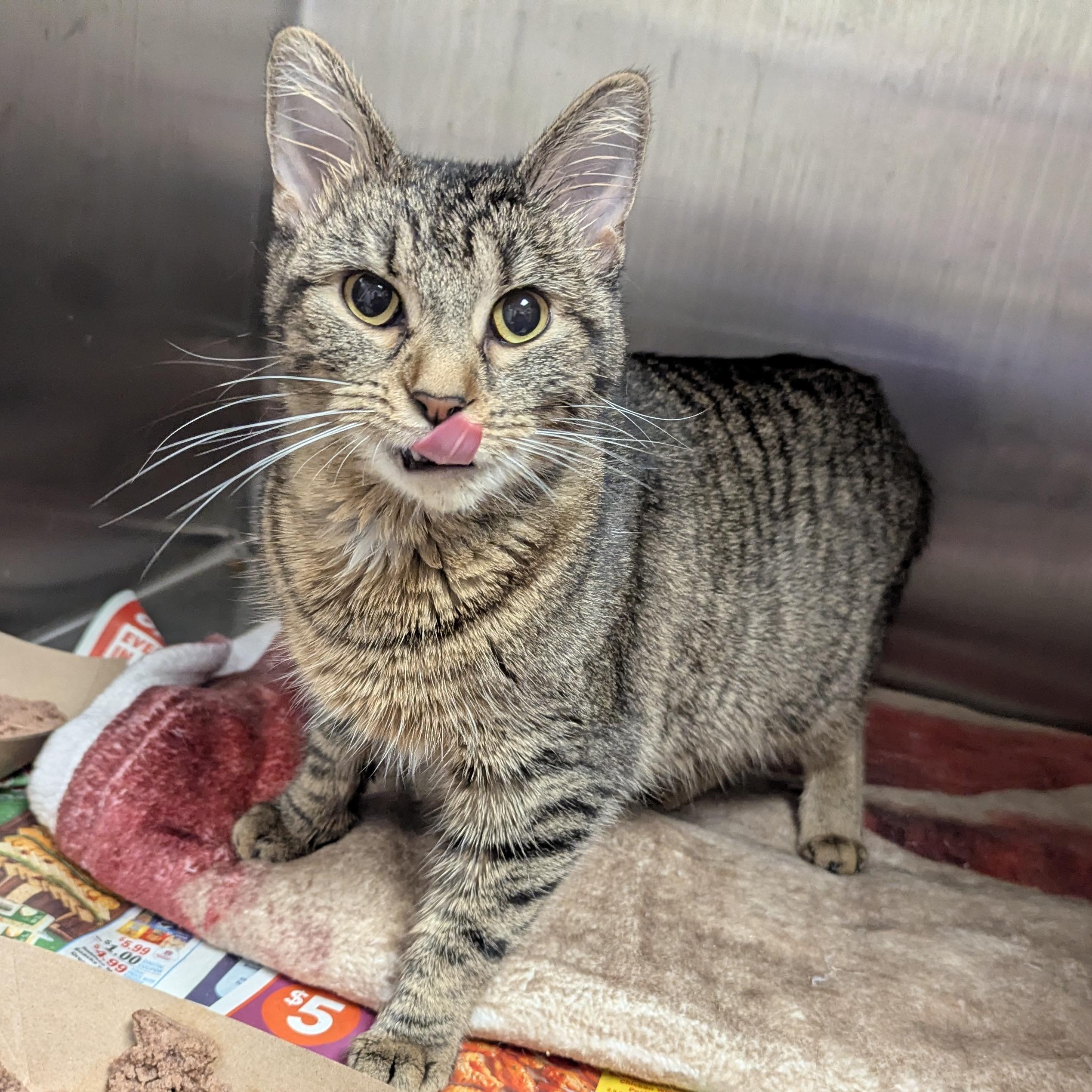 Enlarge Princess, a other Domestic Short Hair in Springfield, IL image 2/4