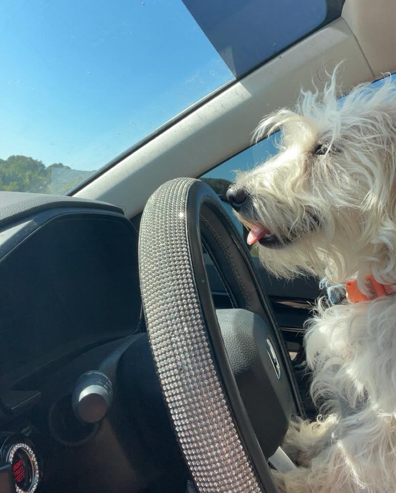 Willow, a Adopted mixed breed in Leavenworth, KS image 3/6