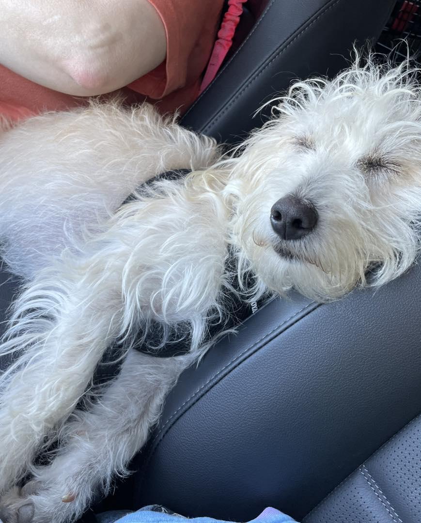 Willow, a Adopted mixed breed in Leavenworth, KS image 4/6