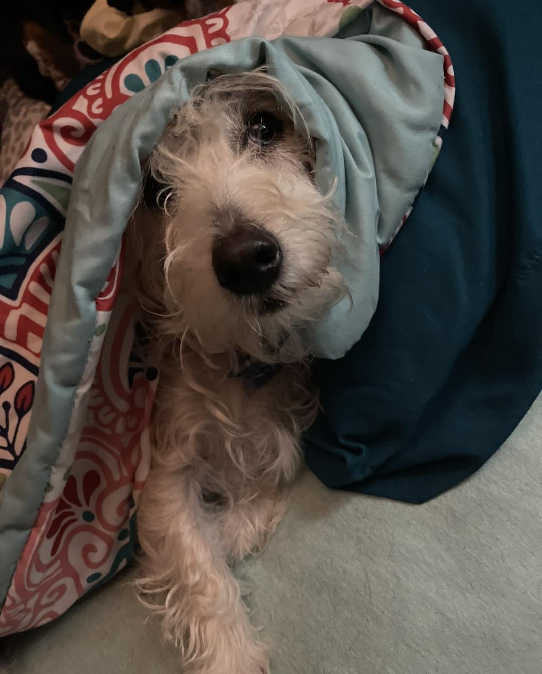 Willow, a Adopted mixed breed in Leavenworth, KS image 5/6