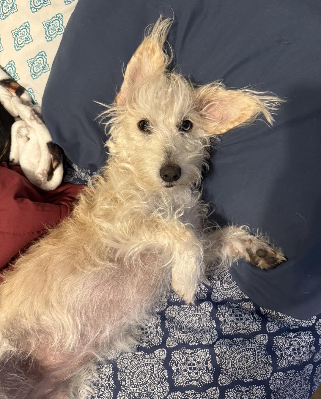 Willow, Adopted, Adult Female Miniature Dachshund & Poodle.