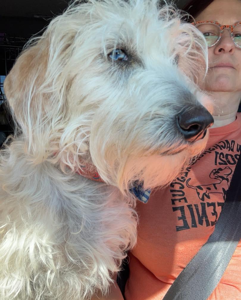 Willow, a Adopted mixed breed in Leavenworth, KS image 2/6