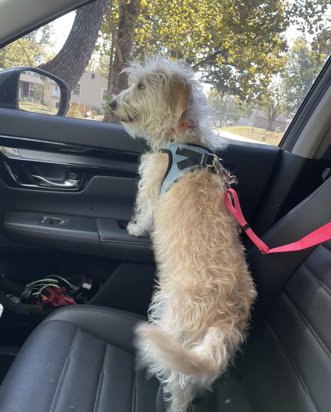 Willow, a Adopted mixed breed in Leavenworth, KS image 6/6