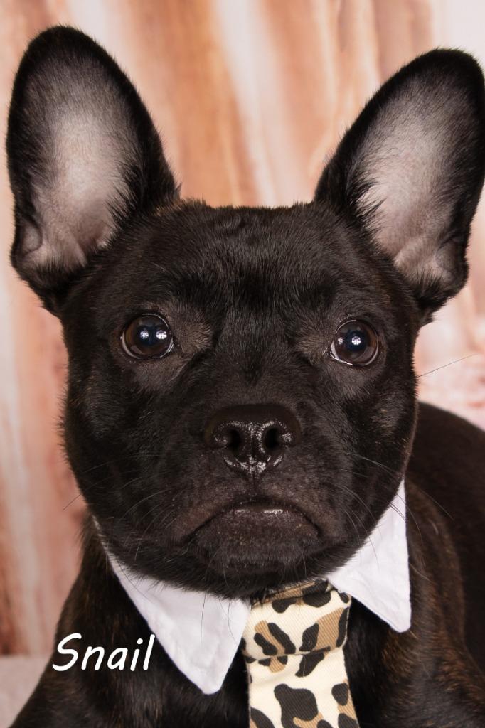 Snail, Adoptable, Young Male French Bulldog & Shepherd.