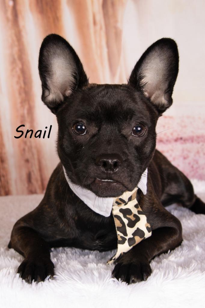 Enlarge Snail, a Adoptable mixed breed in Gilbert, AZ image 2/2