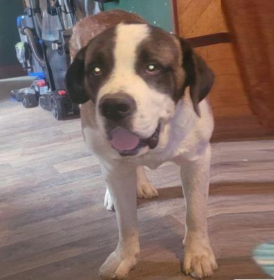Buddy