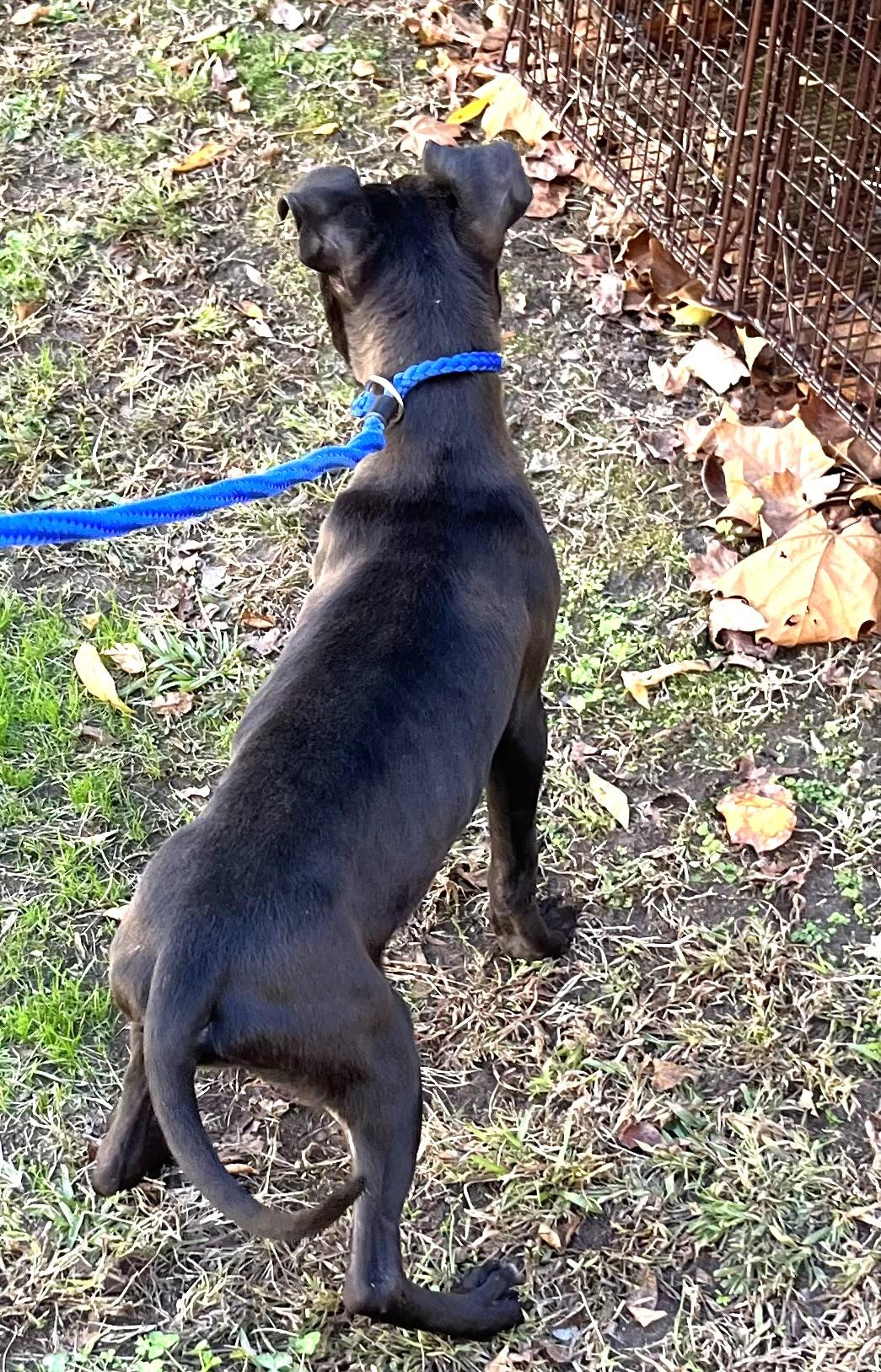 Giblet Mini Pocket Boy at 4 Years Old 23 Pounds!