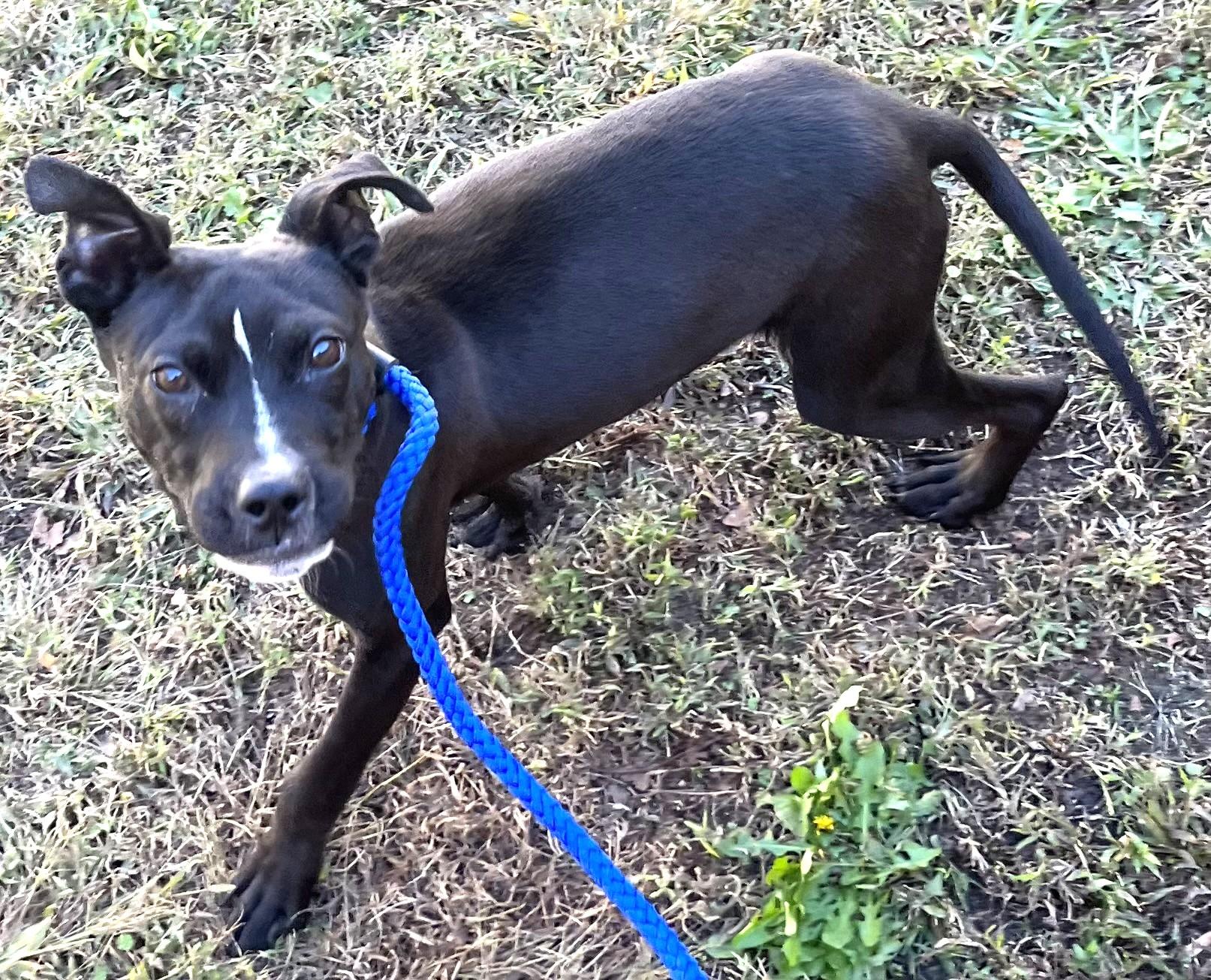 Giblet Mini Pocket Boy at 4 Years Old 23 Pounds!