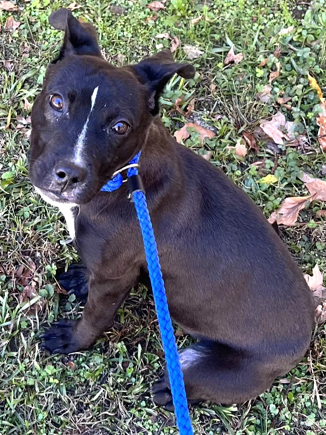 Giblet Mini Pocket Boy at 4 Years Old 23 Pounds!