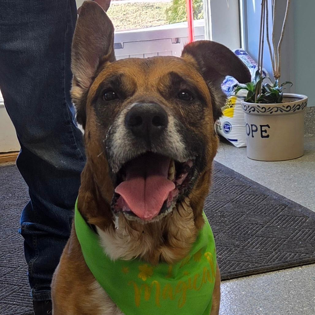 Enlarge Ford, a Adoptable Mixed Breed in Oneonta, NY image 1/6