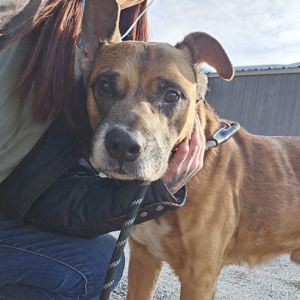 Enlarge Ford, a Adoptable Mixed Breed in Oneonta, NY image 1/6