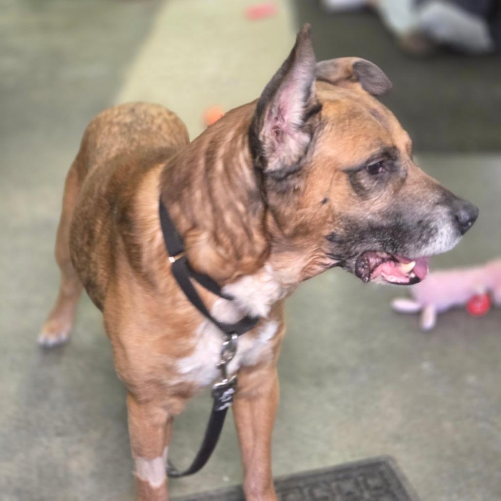 Enlarge Ford, a Adoptable Mixed Breed in Oneonta, NY image 2/6