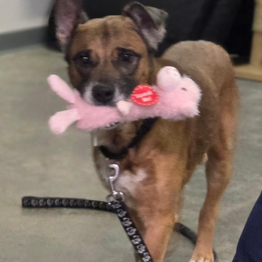 Enlarge Ford, a Adoptable Mixed Breed in Oneonta, NY image 3/6