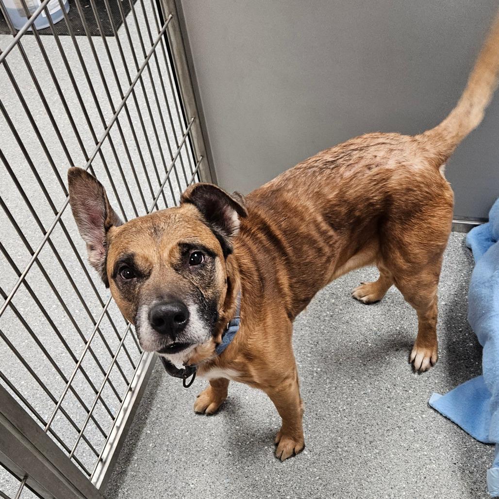 Enlarge Ford, a Adoptable Mixed Breed in Oneonta, NY image 4/6