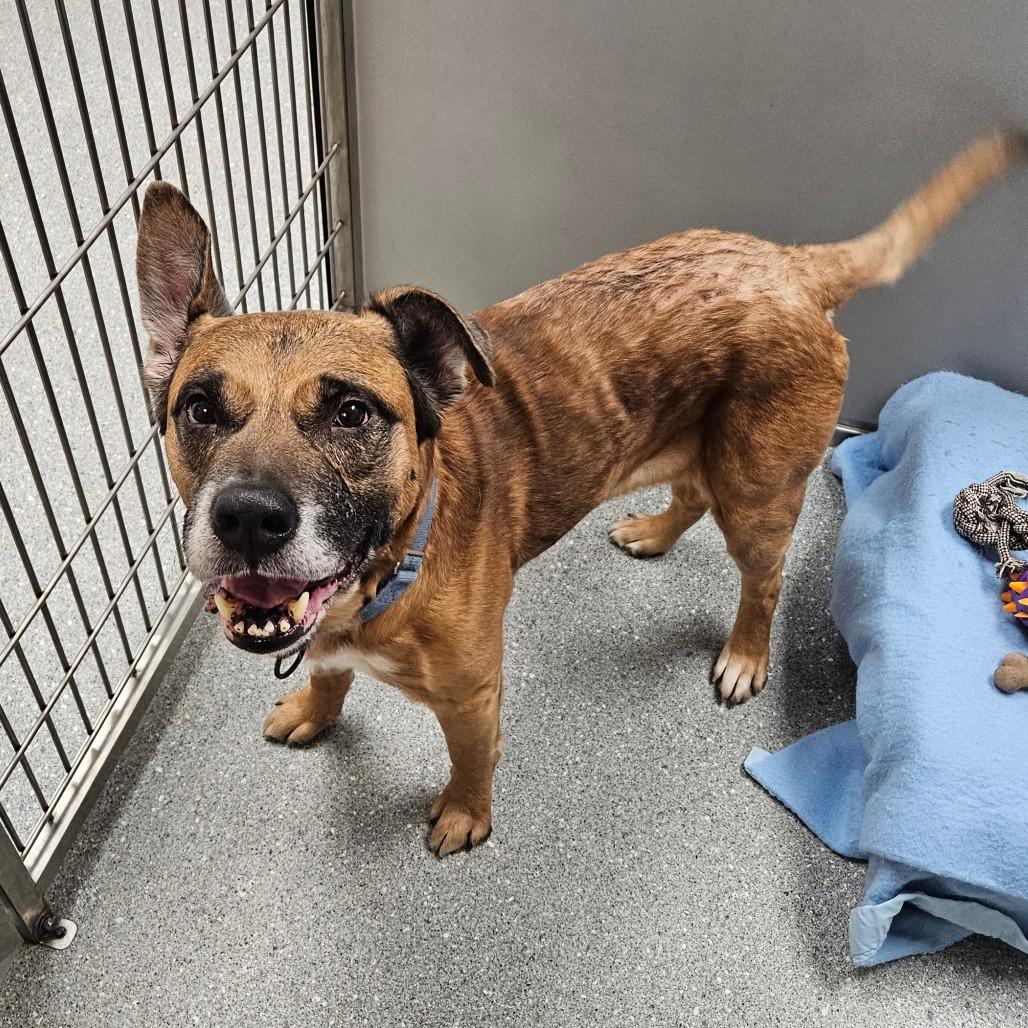 Enlarge Ford, a Adoptable Mixed Breed in Oneonta, NY image 5/6