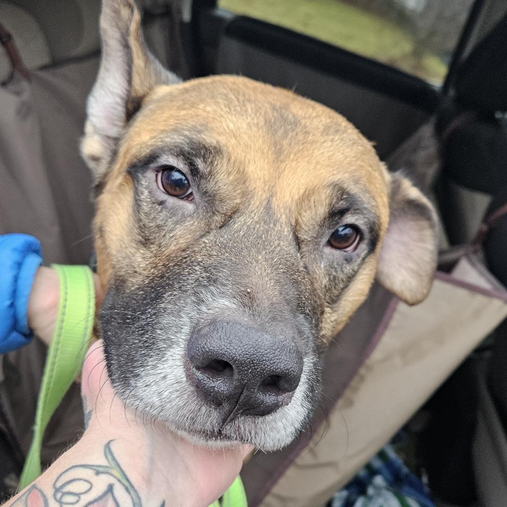 Enlarge Ford, a Adoptable Mixed Breed in Oneonta, NY image 6/6