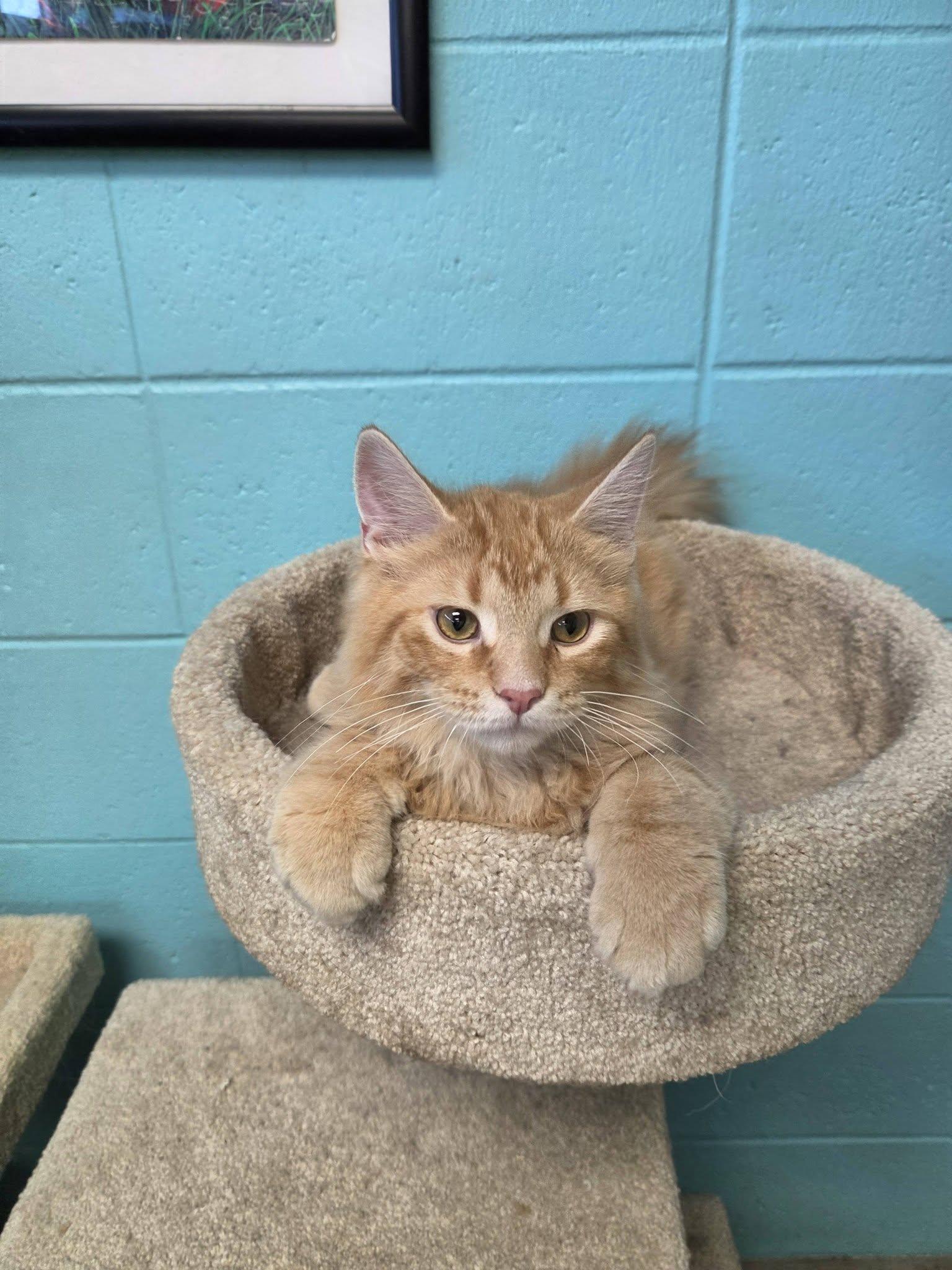 Enlarge Honor, a Adopted mixed breed in Chilton, WI image 5/6