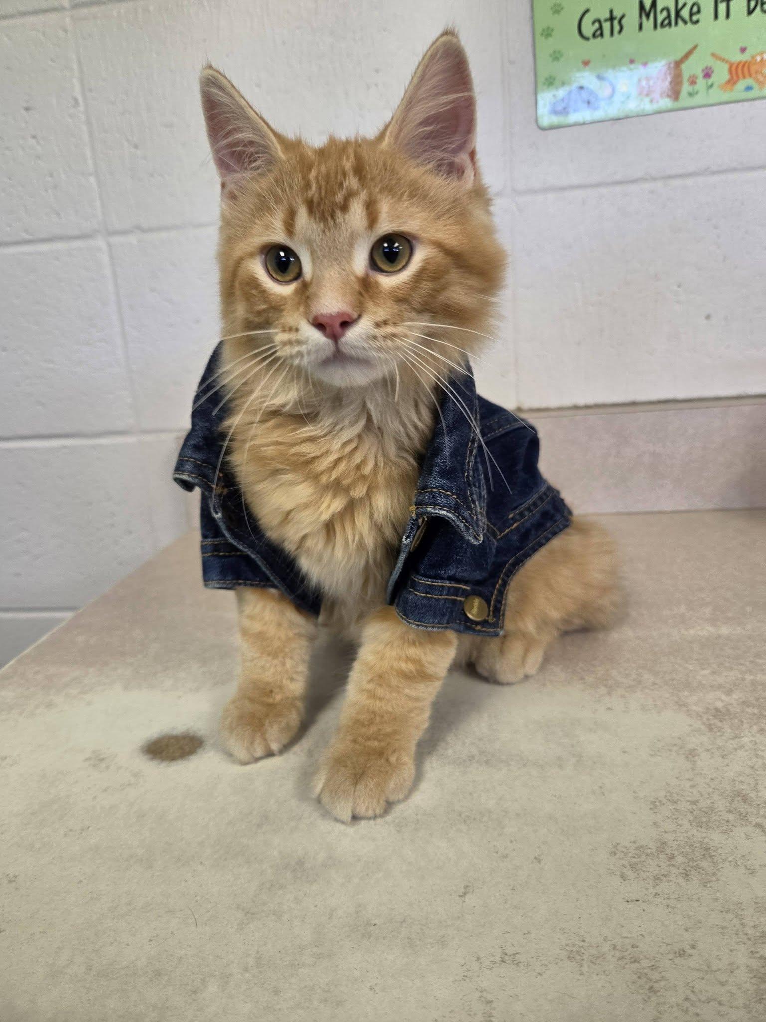 Honor, Adopted, Young Male Domestic Long Hair.