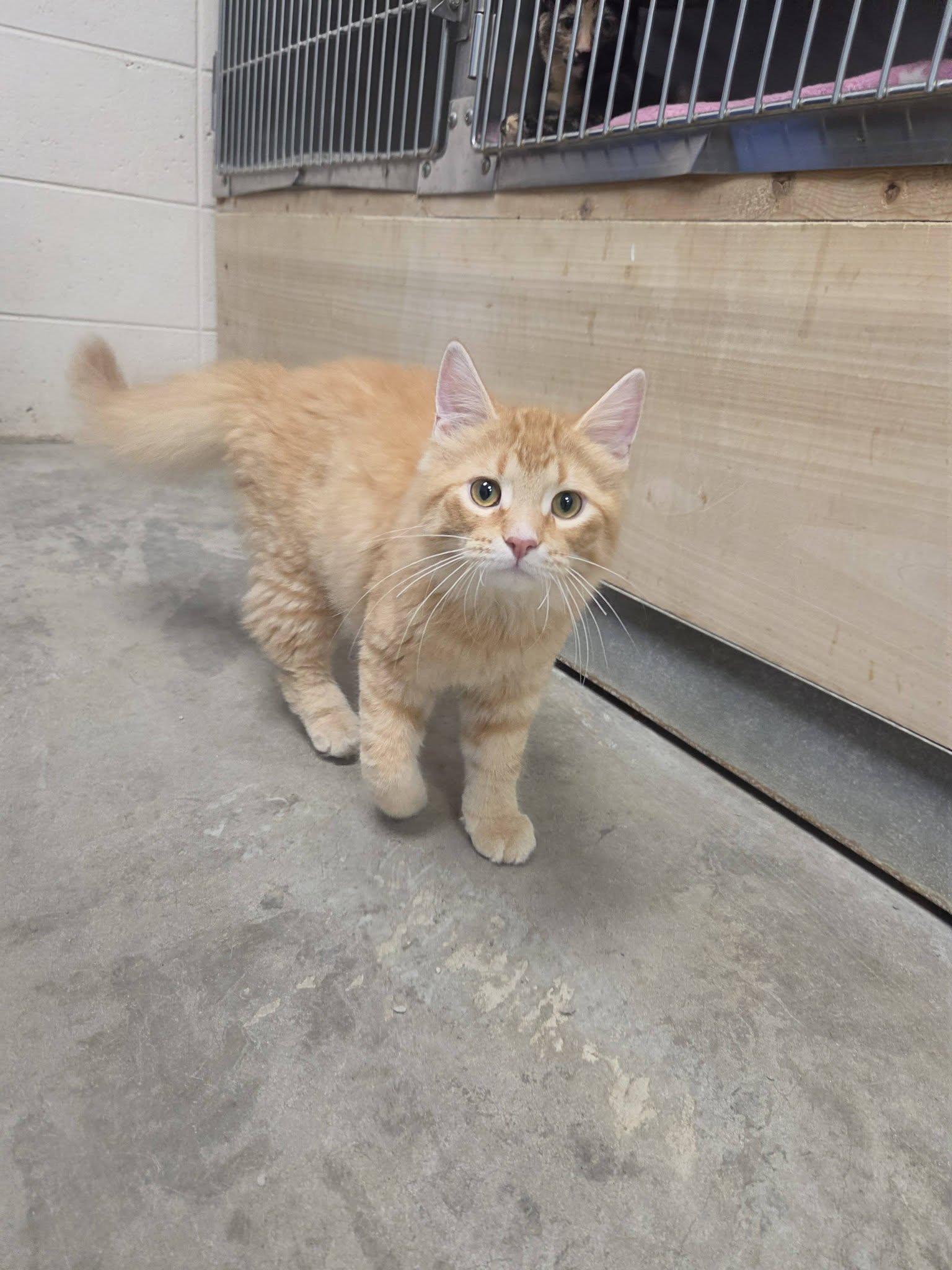 Enlarge Honor, a Adopted mixed breed in Chilton, WI image 6/6