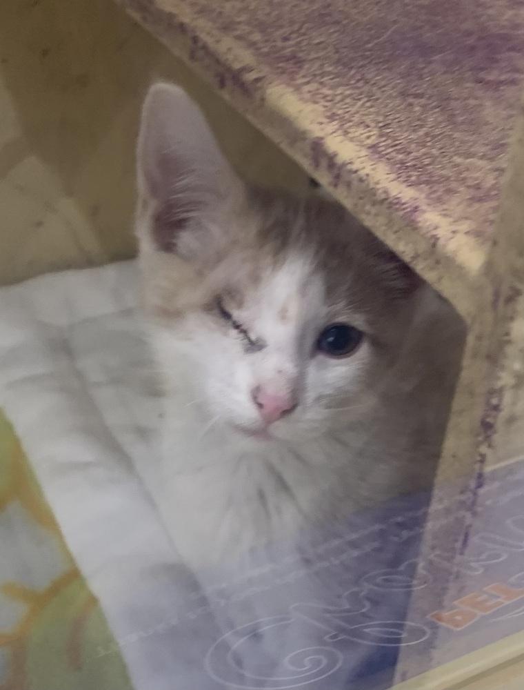 Kodiak Bear thumbnail 2