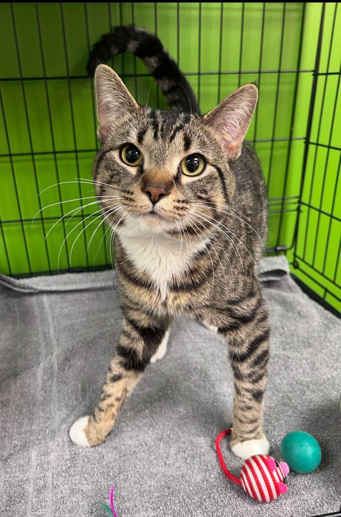 Charlie, ADOPTABLE, Adult Male Domestic Short Hair.