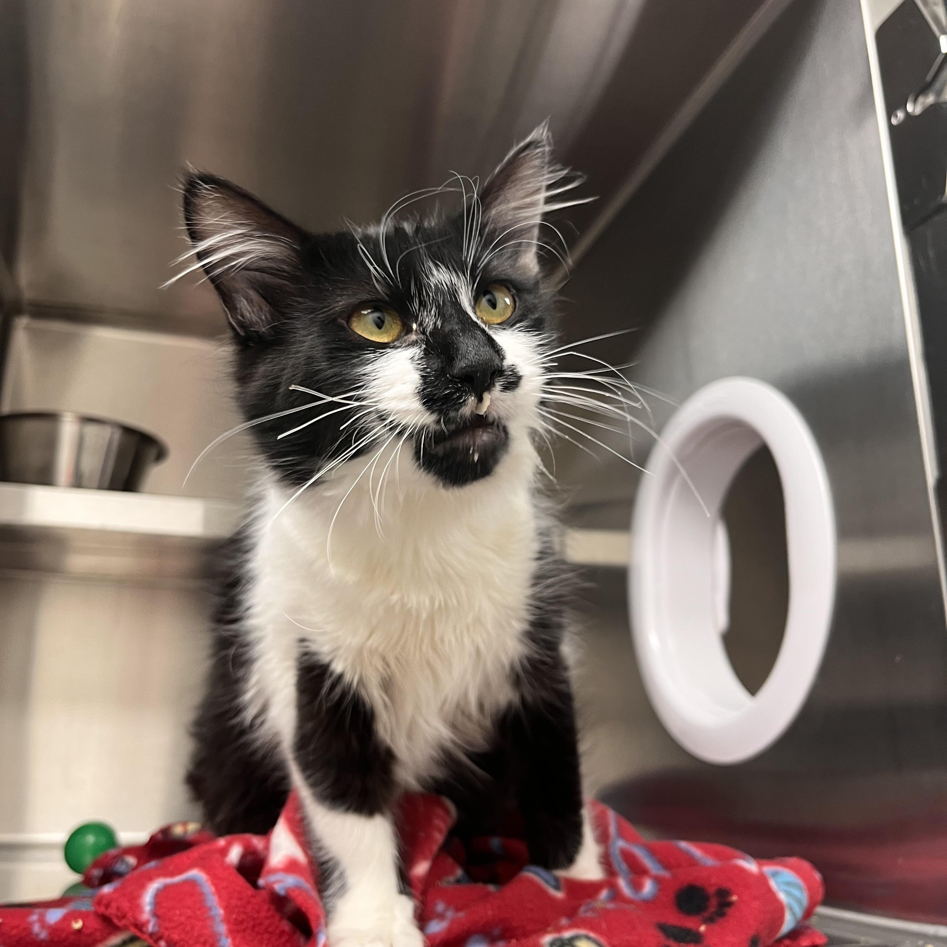 Dancer, ADOPTABLE, Young Male Domestic Long Hair & Domestic Short Hair.