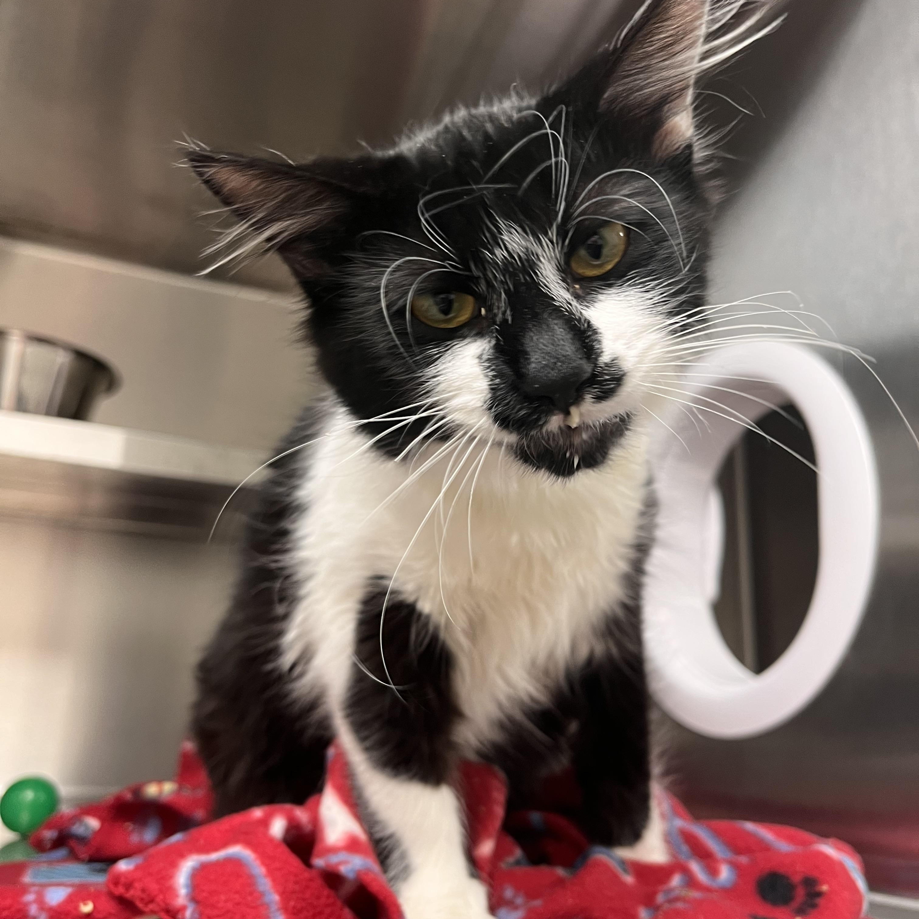 Dancer, a ADOPTABLE mixed breed in Liberty, MO image 2/3