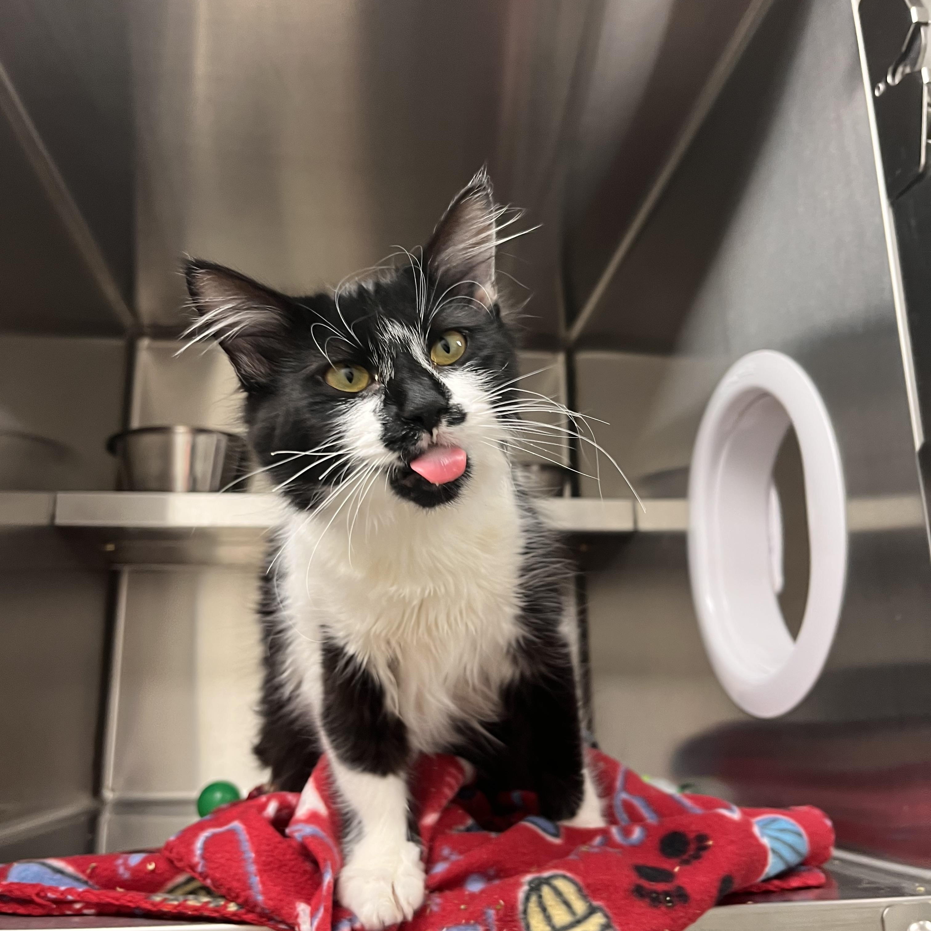 Dancer, a ADOPTABLE mixed breed in Liberty, MO image 3/3