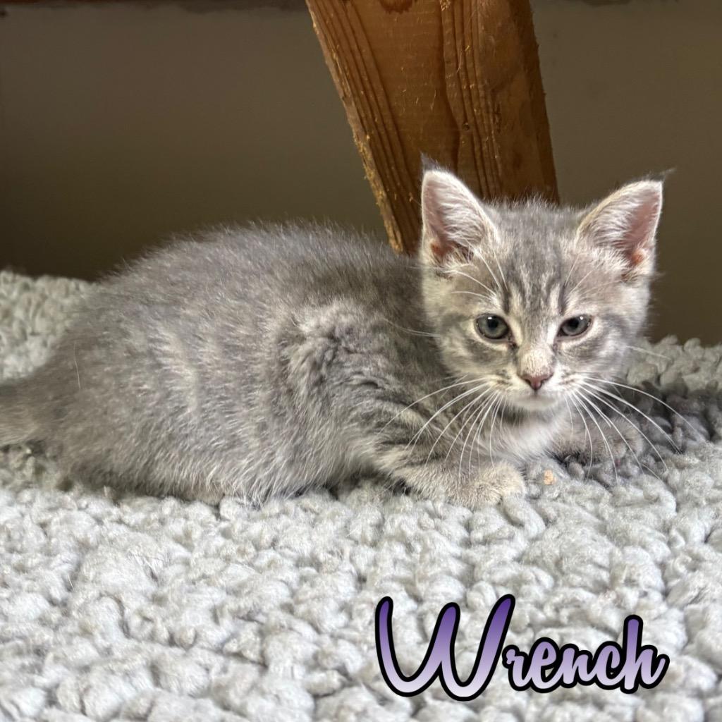 Wrench, Adoptable, Kitten Female Domestic Short Hair.