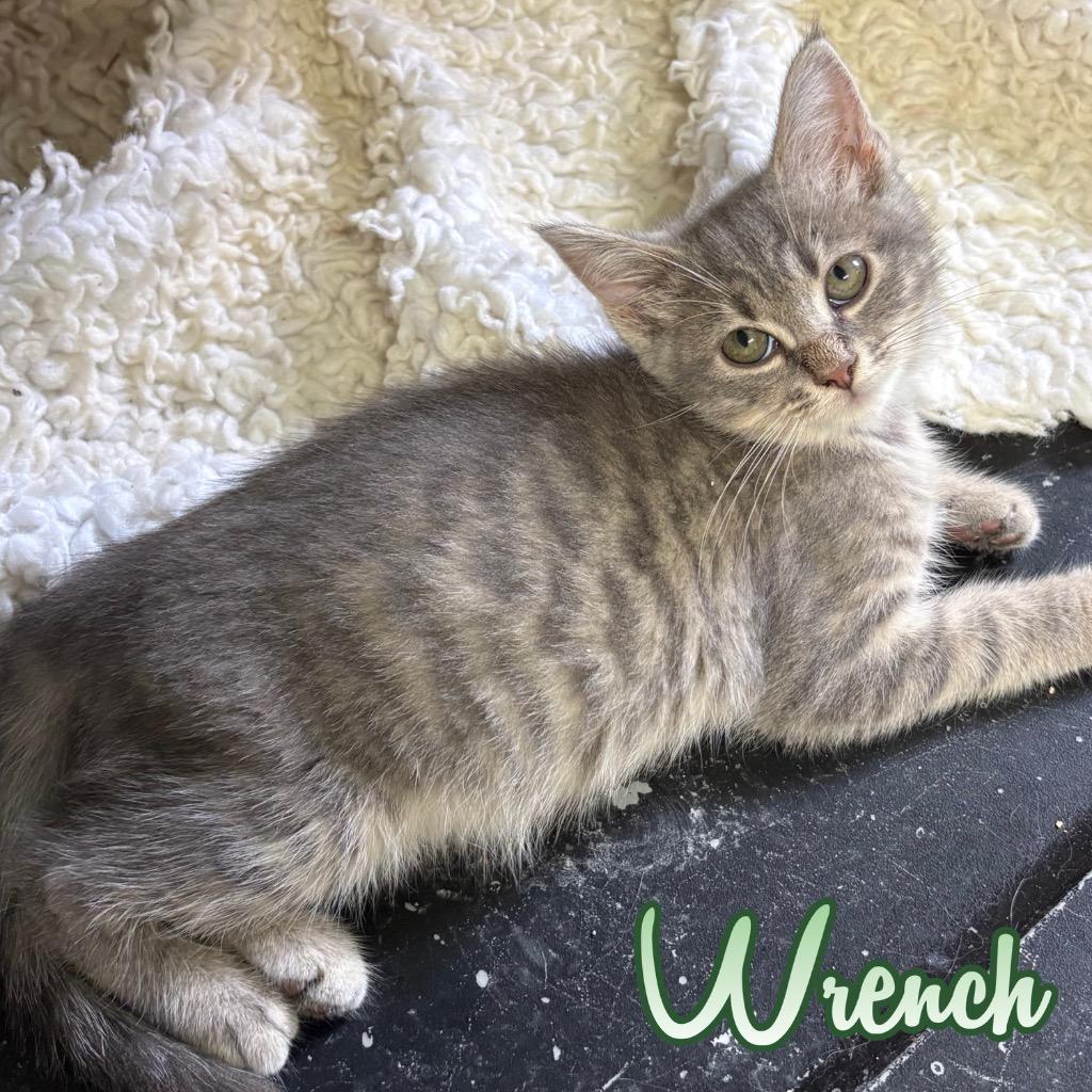Wrench, a Adoptable Domestic Short Hair in Hillsboro, OH image 2/3