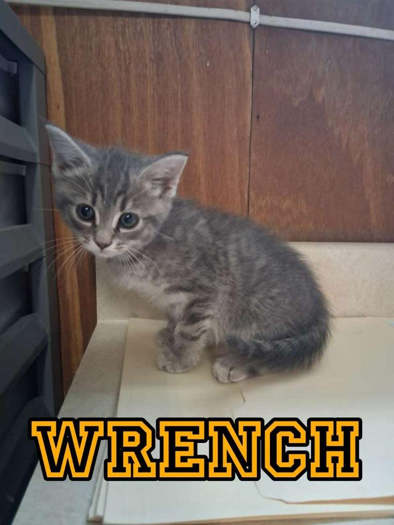 Wrench, a Adoptable Domestic Short Hair in Hillsboro, OH image 3/3