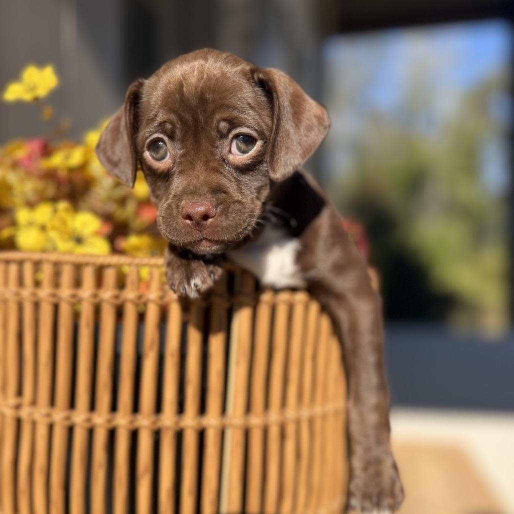 Mary, Adoptable, Puppy Female Vizsla & Terrier.