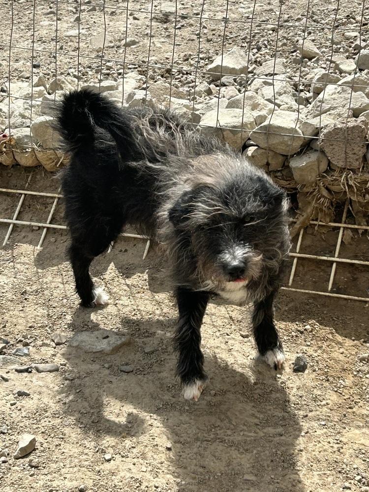 Enlarge Spike, a Adoptable mixed breed in Herriman, UT image 1/2