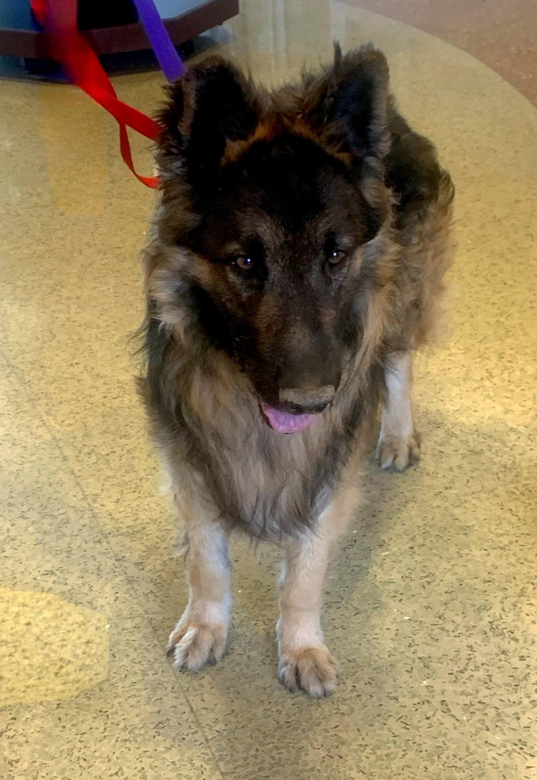 Elrond, adoptable, Senior Male German Shepherd Dog.