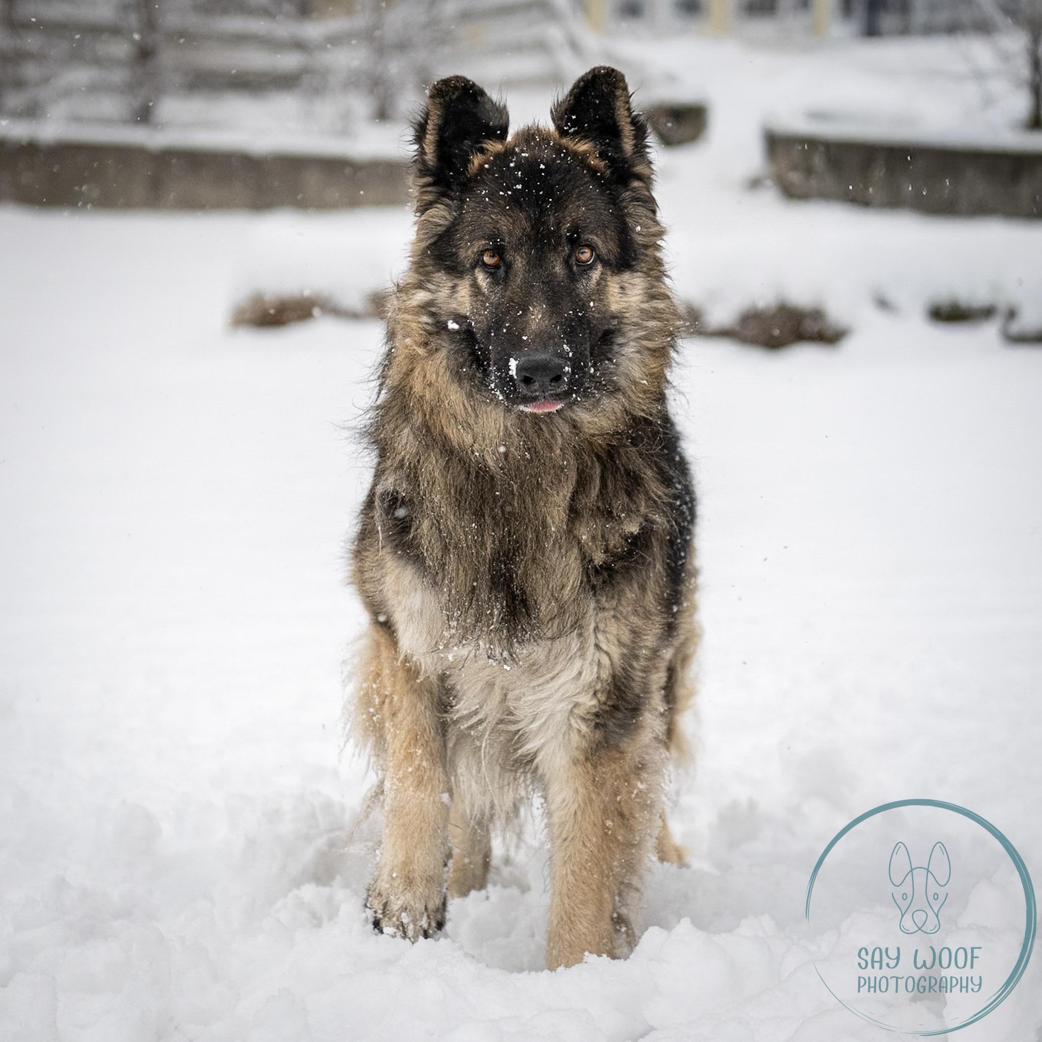 Enlarge Elrond, an adoptable German Shepherd Dog in Brookfield, CT image 2/5