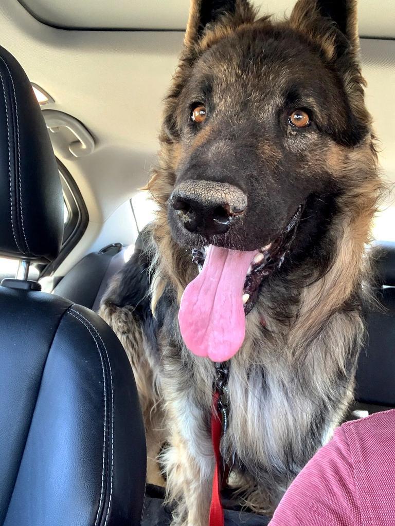 Enlarge Elrond, an adoptable German Shepherd Dog in Brookfield, CT image 2/6