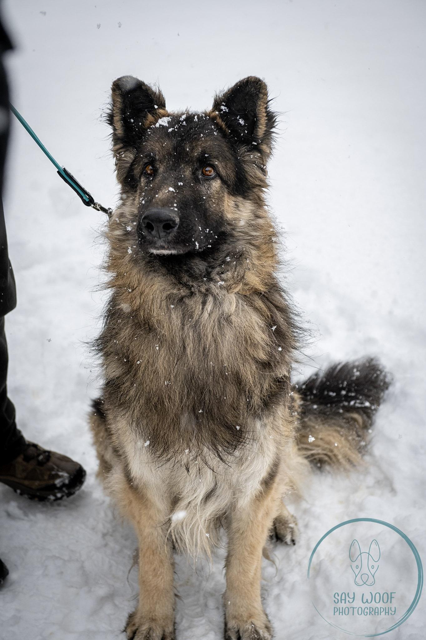 Enlarge Elrond, an adoptable German Shepherd Dog in Brookfield, CT image 4/5