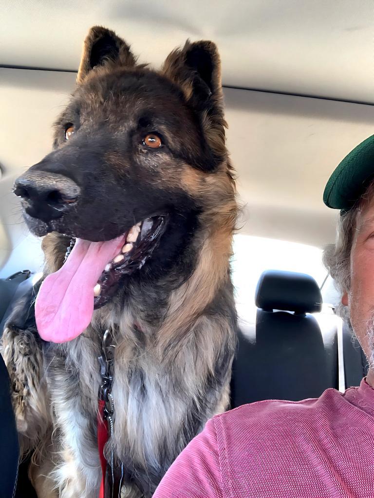 Enlarge Elrond, an adoptable German Shepherd Dog in Brookfield, CT image 3/6