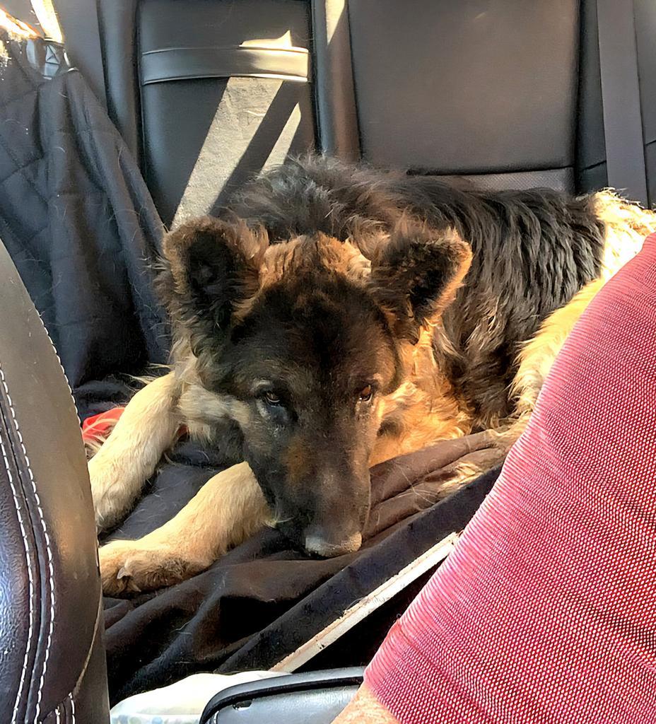 Enlarge Elrond, an adoptable German Shepherd Dog in Brookfield, CT image 4/6