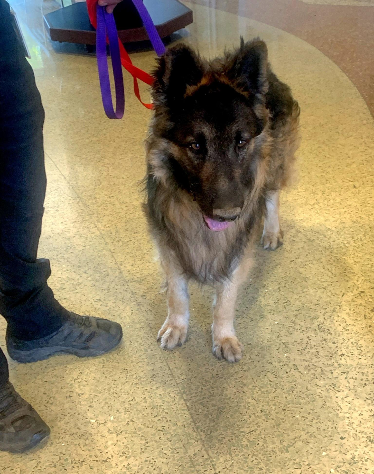 Enlarge Elrond, an adoptable German Shepherd Dog in Brookfield, CT image 5/6