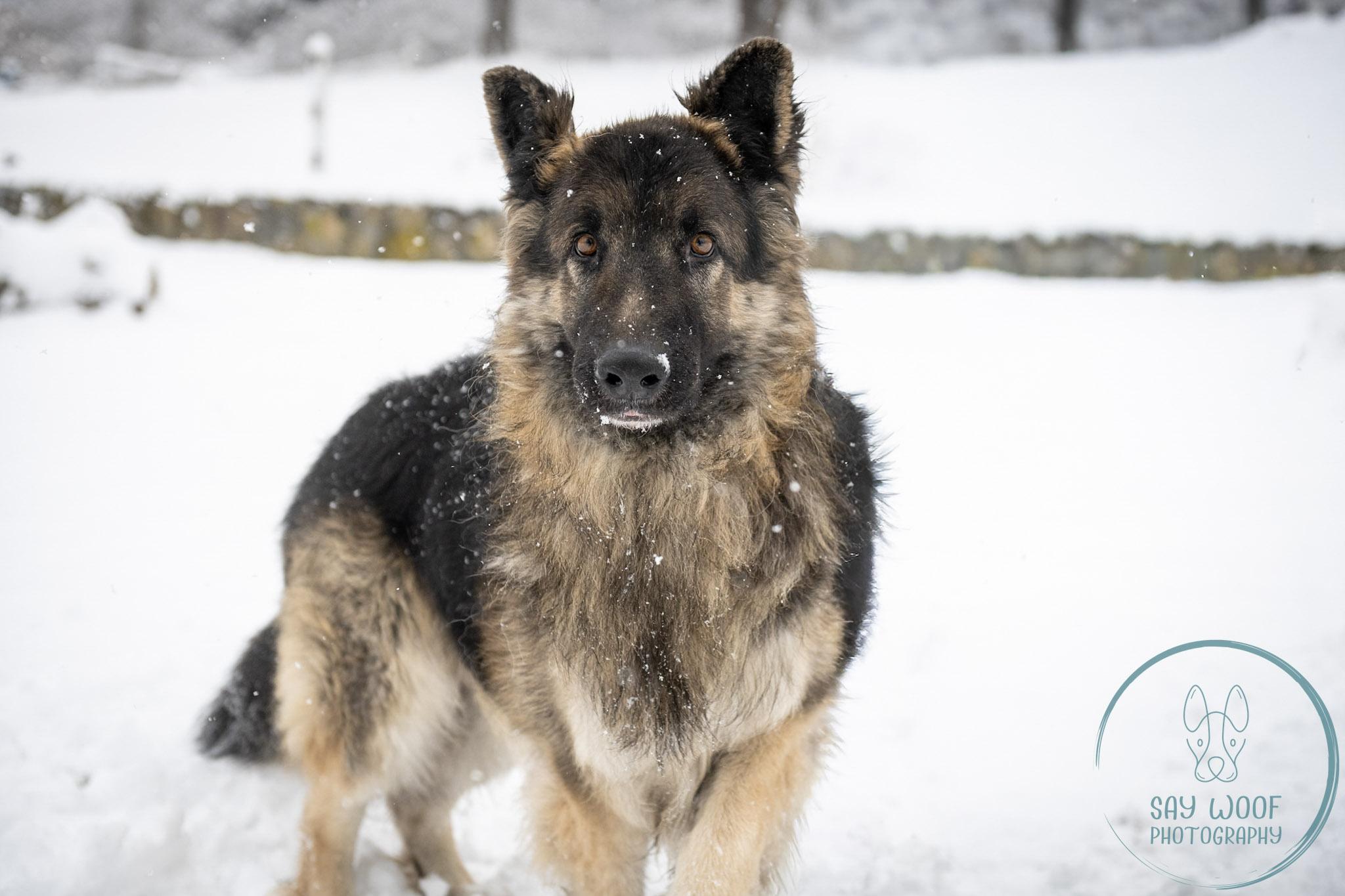 Elrond, adoptable, Adult Male German Shepherd Dog.