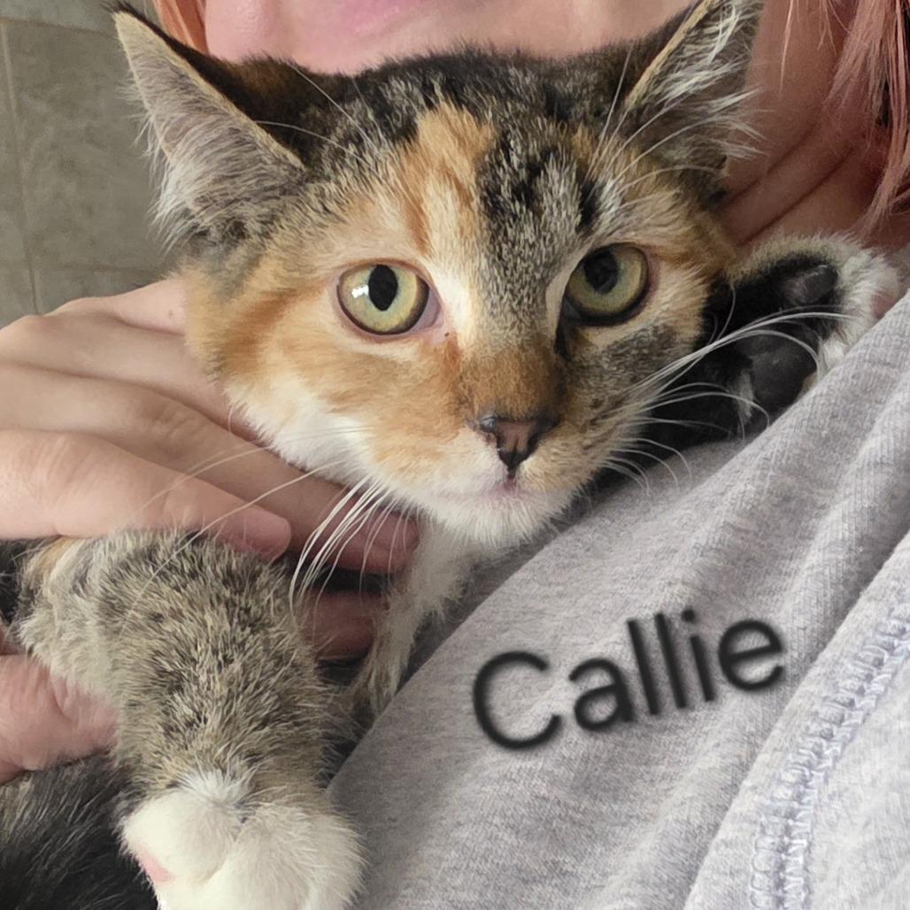 Enlarge Callie, a Adoptable Domestic Short Hair in Layton, UT image 1/1