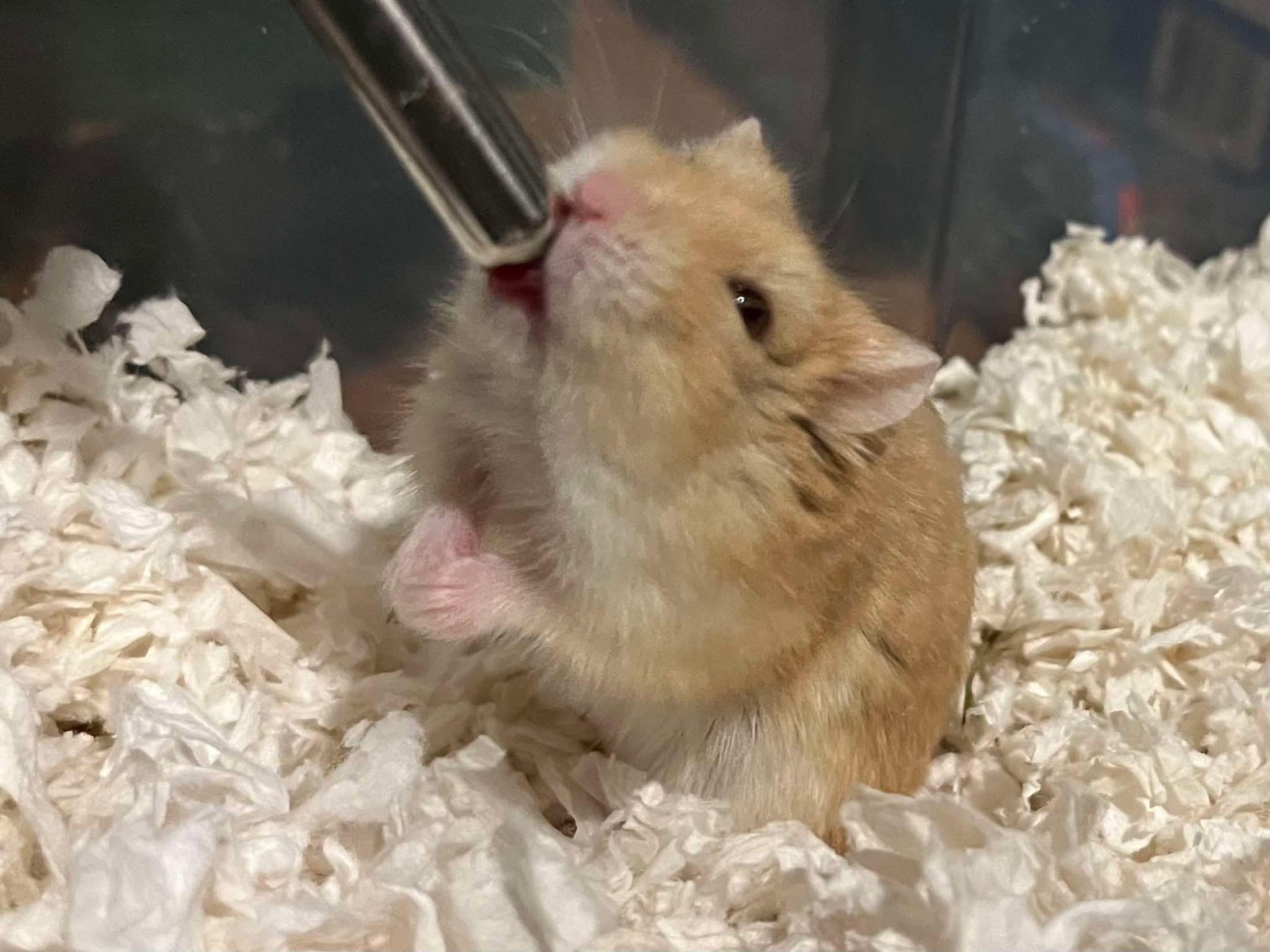 Zeke, ADOPTABLE, Young Male Dwarf Hamster.