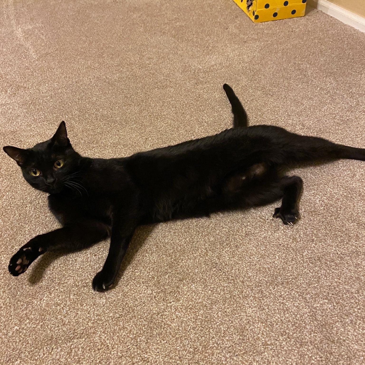 Enlarge Bagheera, an adoptable Domestic Short Hair in Queen Creek, AZ image 4/5