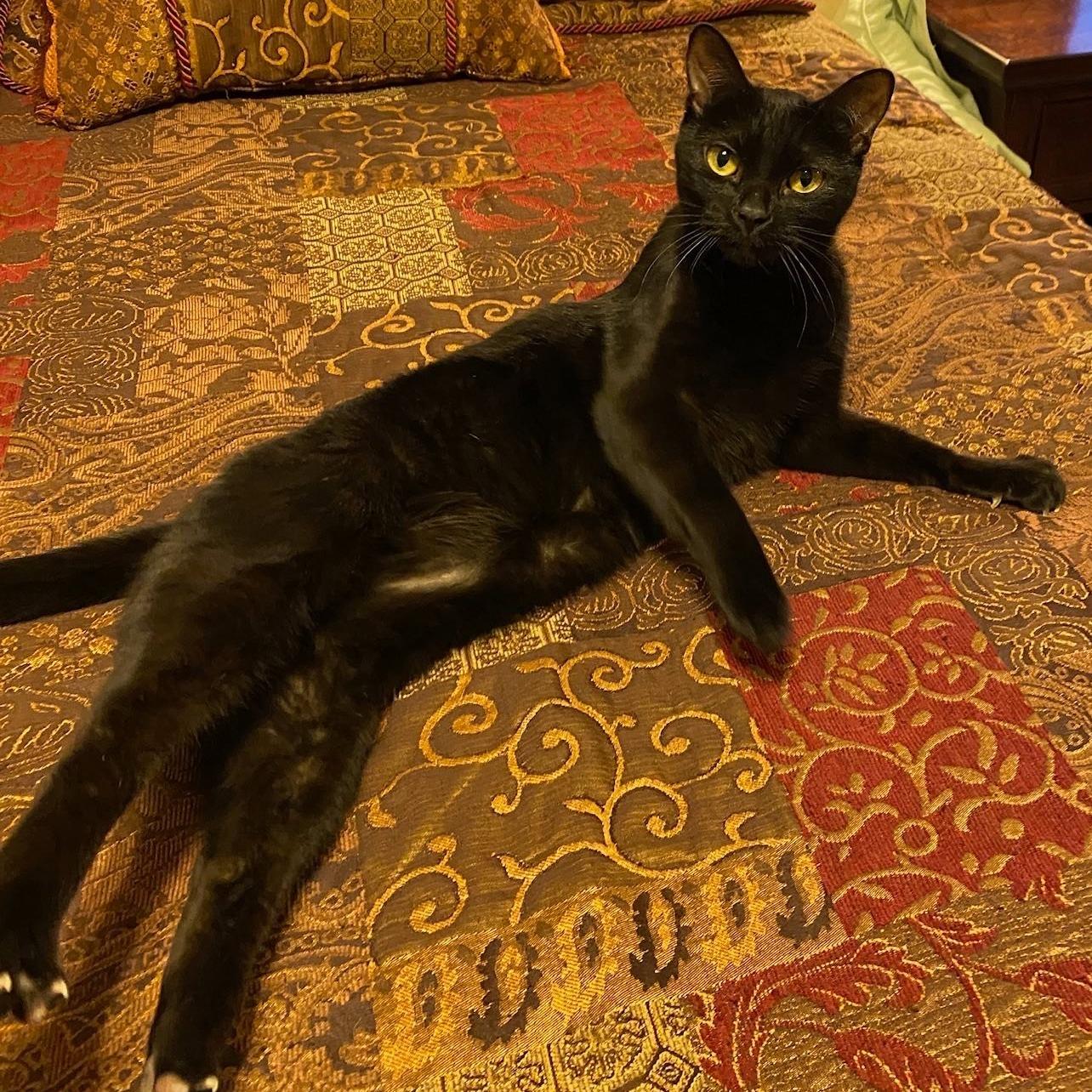 Enlarge Bagheera, an adoptable Domestic Short Hair in Queen Creek, AZ image 3/5