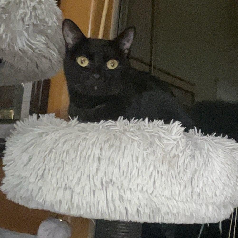 Enlarge Bagheera, an adoptable Domestic Short Hair in Queen Creek, AZ image 1/5