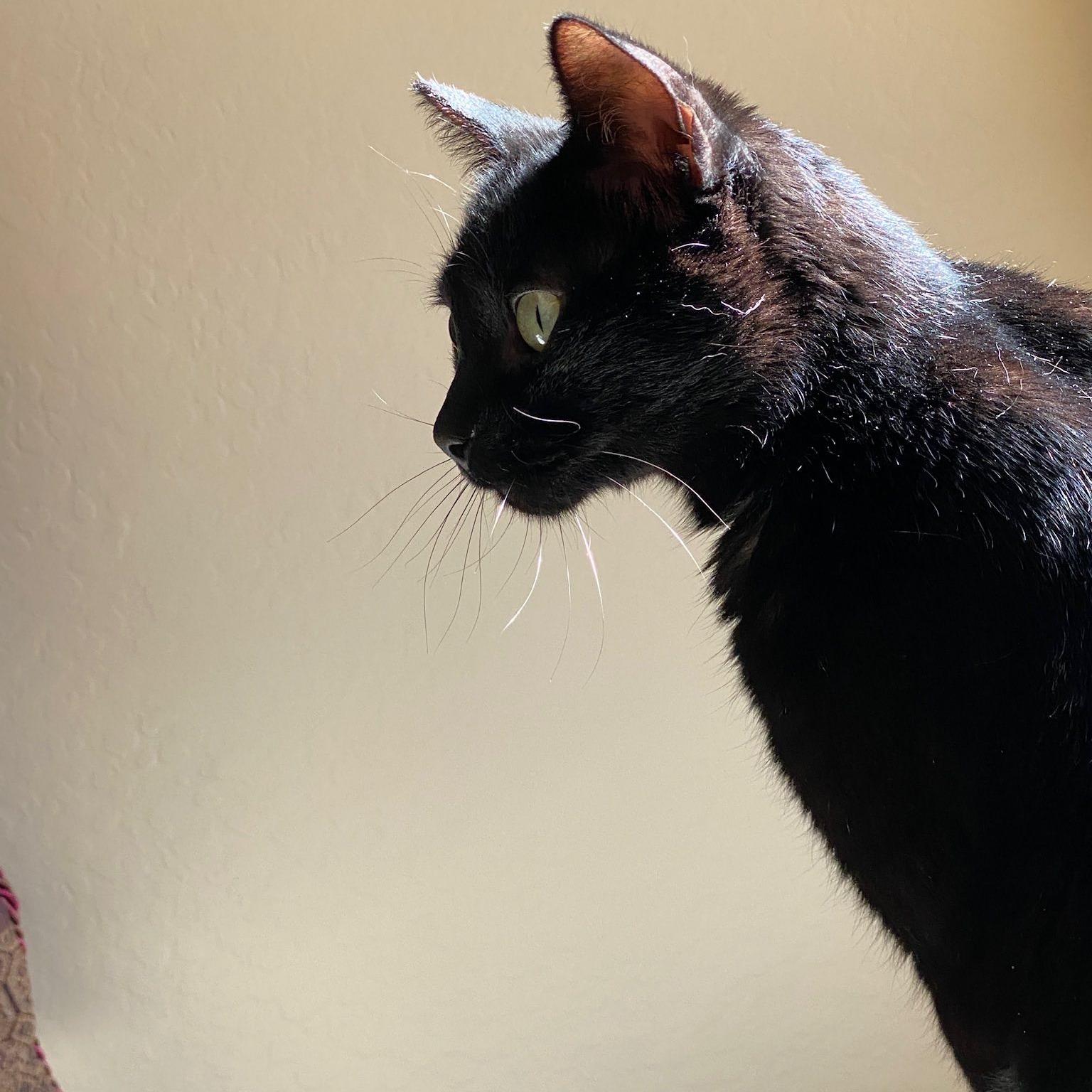 Enlarge Bagheera, an adoptable Domestic Short Hair in Queen Creek, AZ image 5/5