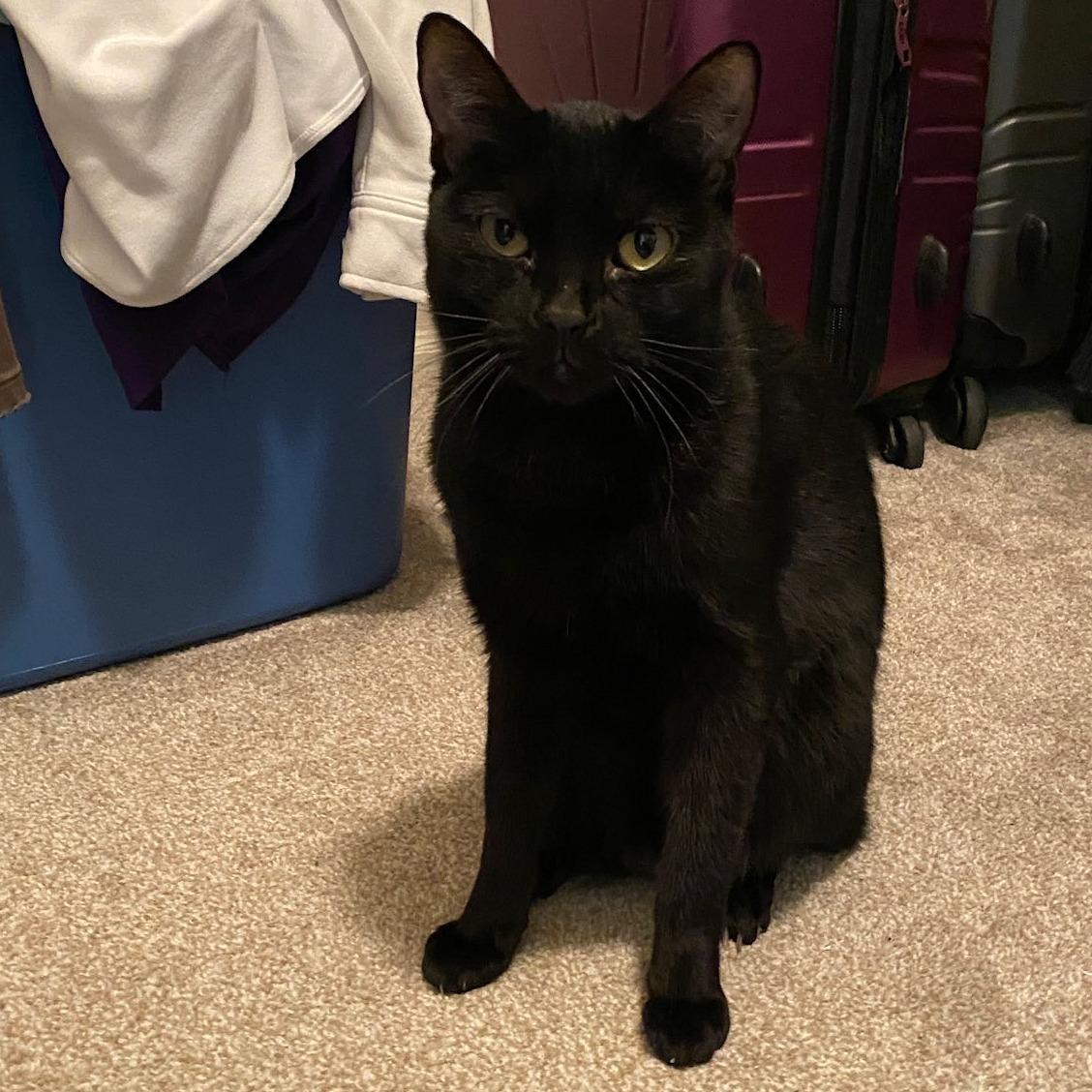 Enlarge Bagheera, an adoptable Domestic Short Hair in Queen Creek, AZ image 2/5