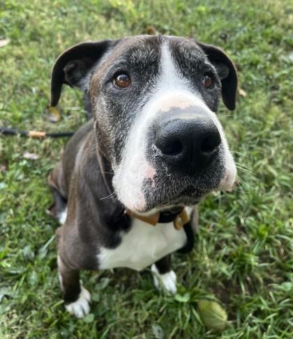 Miller, Adoptable, Adult Male Mixed Breed & Mixed Breed.